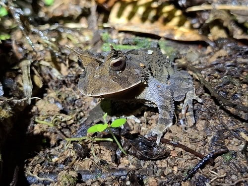 Proceratophrys boiei velvet swamp snake