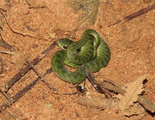 Velvet Swamp snake Erythrolamprus typhlus