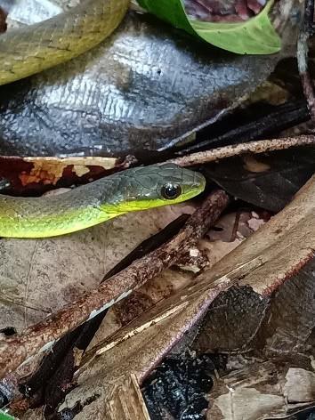 Velvet Swampsnake Erythrolamprus typhlus eyes