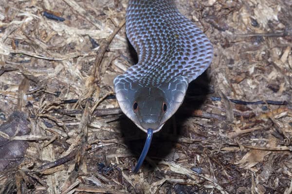 Velvet Swampsnake Erythrolamprus typhlus hood