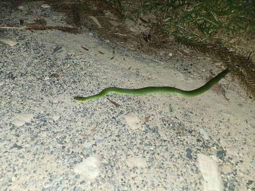 Velvet Swampsnake Erythrolamprus typhlus