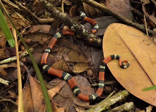aesculapian false coral snake forest