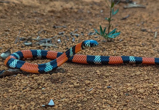erythrolamprus aesculapii