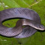 velvet swamp snake purple morph