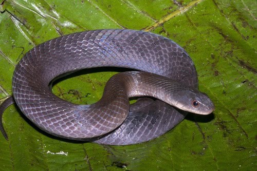 velvet swamp snake purple morph