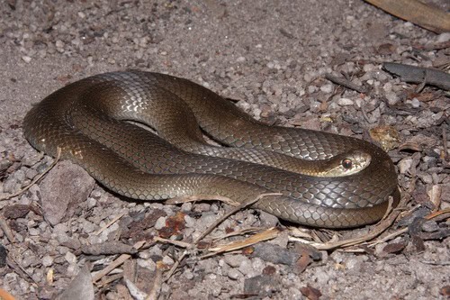 Australian Marsh Snake Hemiaspis signata