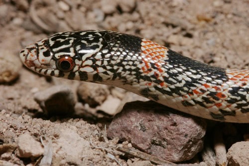 Long-nosed Snake Rhinocheilus lecontei