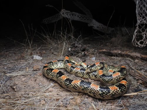 Long-nosed Snake Rhinocheilus lecontei darkness