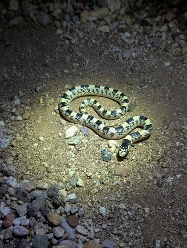 Long-nosed Snake Rhinocheilus lecontei, night
