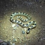 12 Facts About The Long-Nosed Snake (USA)