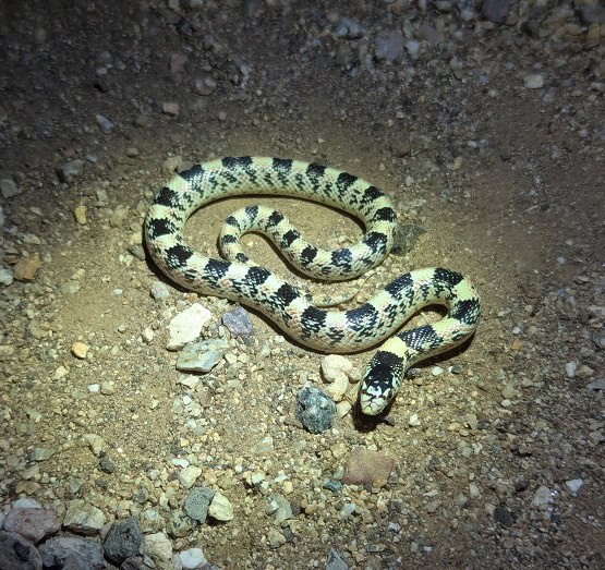 12 Facts About The Long-Nosed Snake (USA)