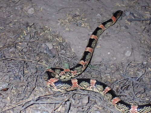 Long-nosed Snake Rhinocheilus lecontei slithering