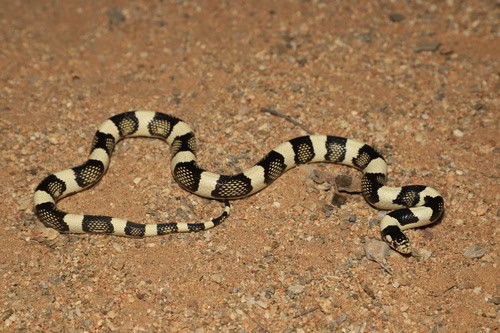 Long-nosed Snake Rhinocheilus lecontei variation