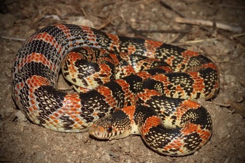 Long-nosed Snake, Rhinocheilus lecontei