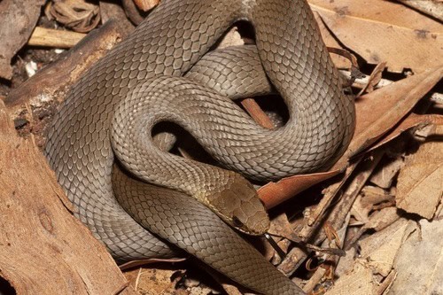 Marsh Snake, Hemiaspis signata