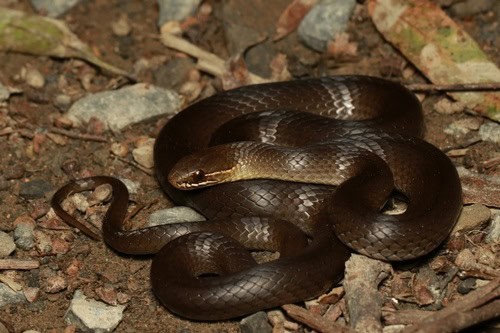 Marsh Snake Hemiaspis signata NSW
