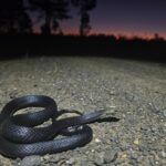 Marsh Snake (Hemiaspis signata) australia
