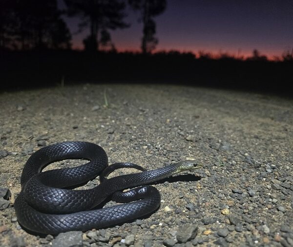 Marsh Snake (Hemiaspis signata) australia