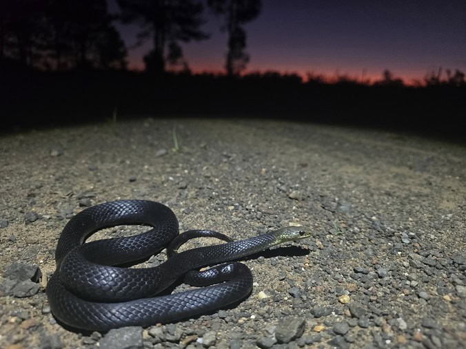 Marsh Snake (Hemiaspis signata) australia