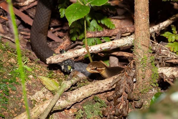 Marsh Snake Hemiaspis signata forest