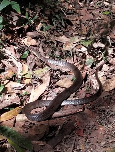 Marsh Snake (Hemiaspis signata) newcastle