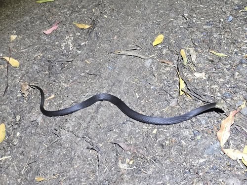 Marsh Snake (Hemiaspis signata) pale head