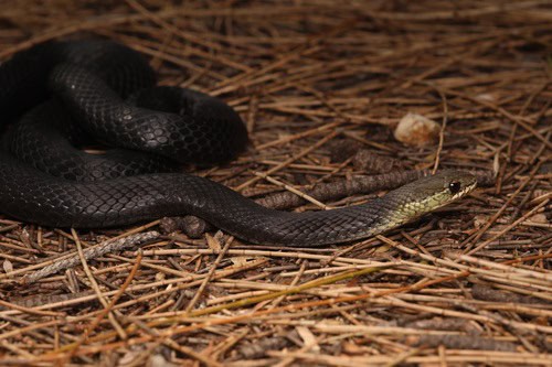 Marsh Snake Hemiaspis signata