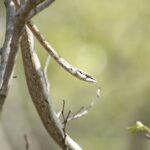 Twig Snake Thelotornis capensis camouflage