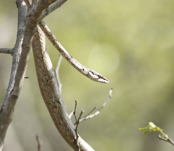 Twig Snake Thelotornis capensis camouflage