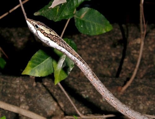 Twig Snake Thelotornis capensis focussed