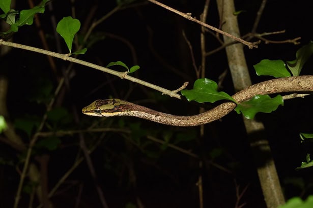 Twig Snake (Thelotornis capensis) night
