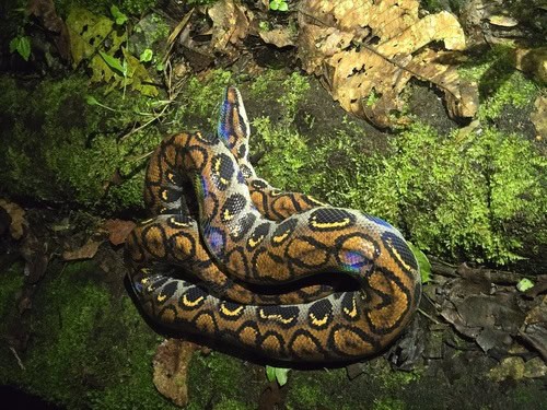 Western rainbow boa AKA Epicrates cenchria