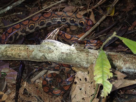 Western Rainbow Boa forest habitat