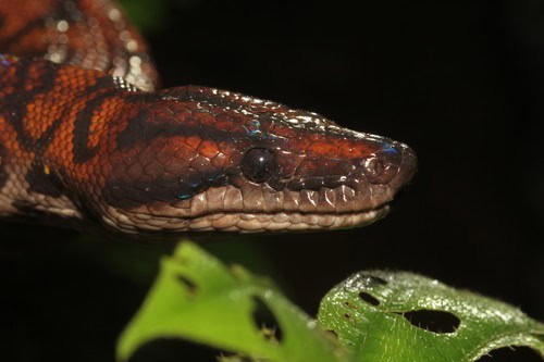 epicrates cenchria rainbow boa head