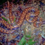 rainbow boa epicrates cenchria