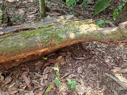 rainbow boa epicrates cenchria habitat