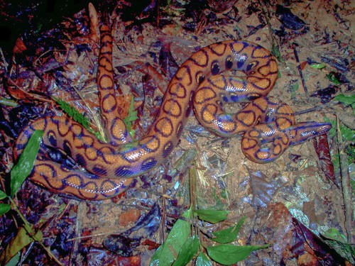 rainbow boa epicrates cenchria