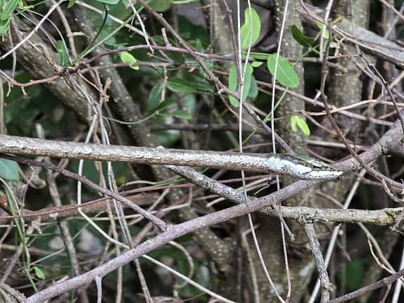 the twig snake Thelotornis capensis