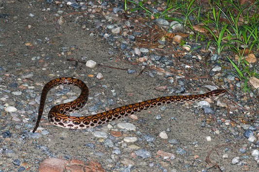 western rainboa boa epicrates